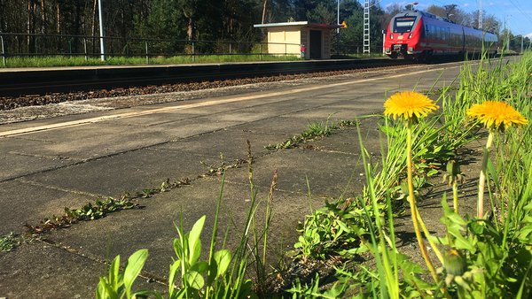 Regionalbahn am Bahnsteig in Schwarzheide Ost, im Vordergrund wachsen Löwenzahnblüten aus dem Boden, Foto: Michael Jungclaus, MdL